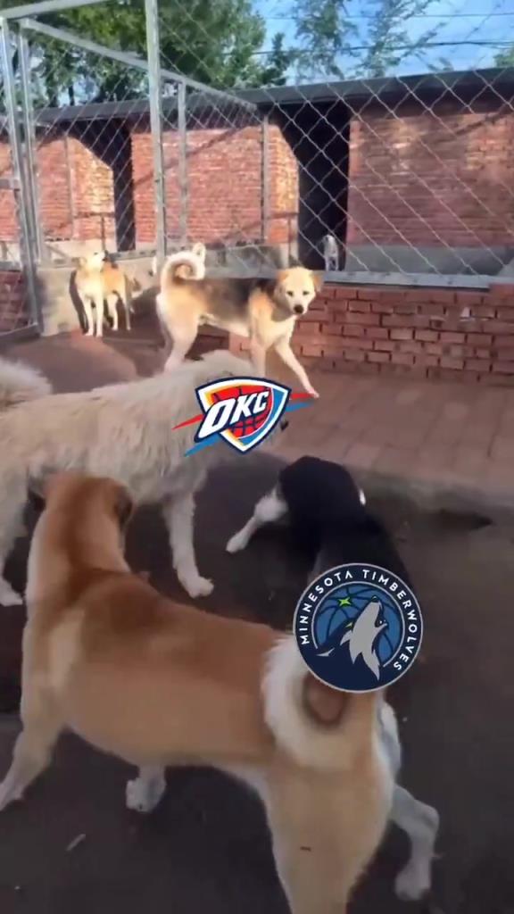 太有活了!美媒惡搞:狗王雷霆嚇退掘金灰熊,把森林狼按地上